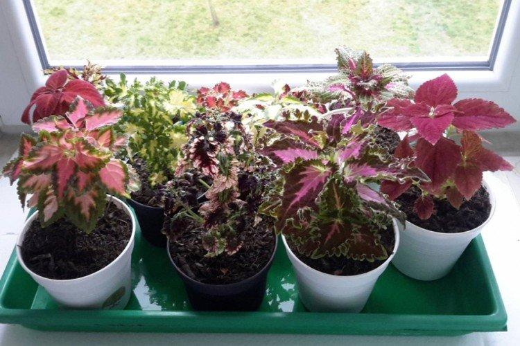Zalievanie - Coleus Care Zalievanie - Coleus Care