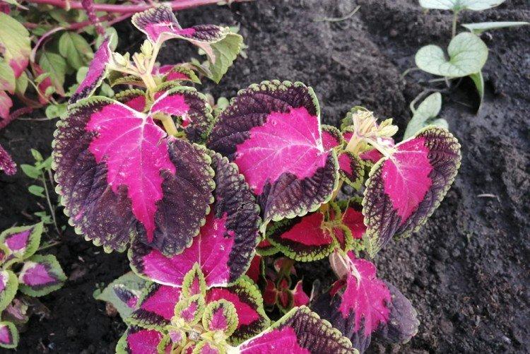 Pôda a hnojivo - Coleus Care Pôda a hnojivo - Coleus Care