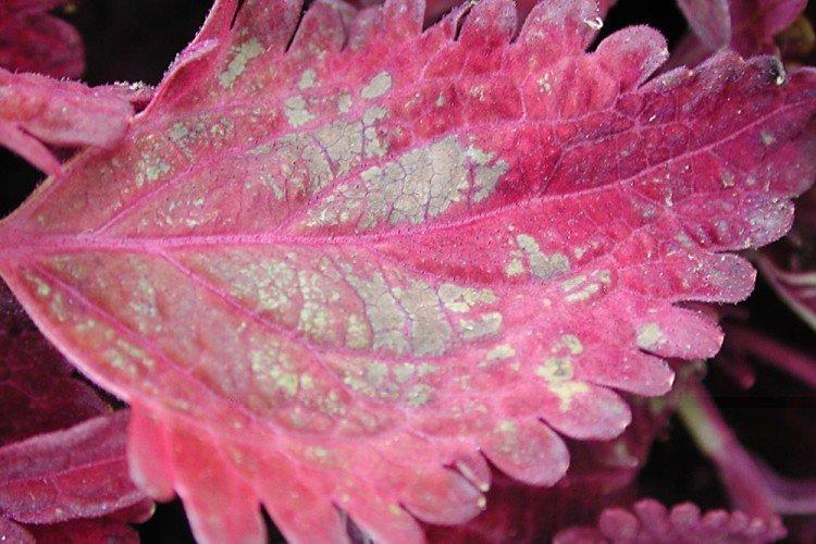Kontrola škodcov a chorôb - Coleus Kontrola škodcov a chorôb - Coleus