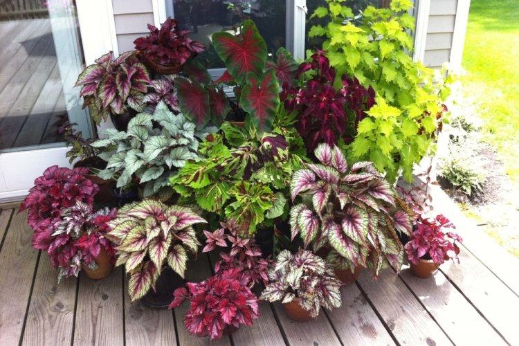 Coleus - fotografia Coleus - fotografia
