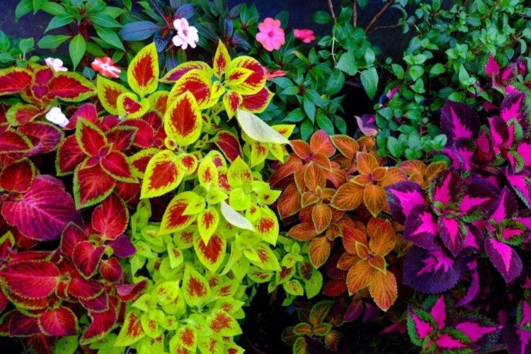 Coleus - fotografia Coleus - fotografia