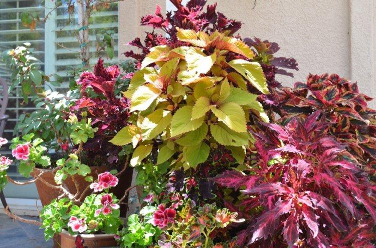 Coleus - fotografia Coleus - fotografia