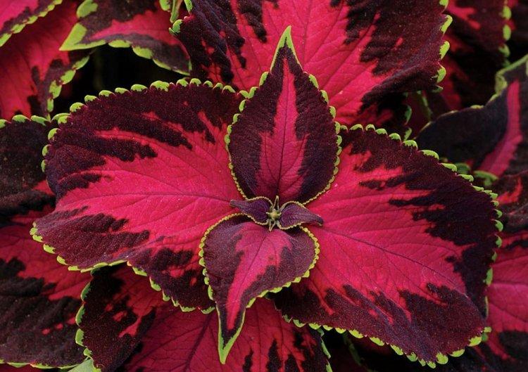 Coleus - fotografia Coleus - fotografia