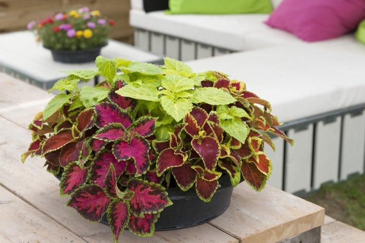 Coleus - fotografia Coleus - fotografia