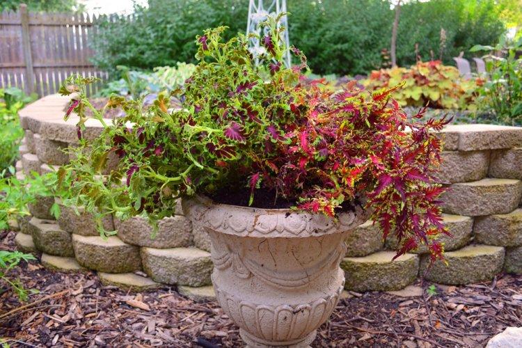 Coleus - fotografia Coleus - fotografia