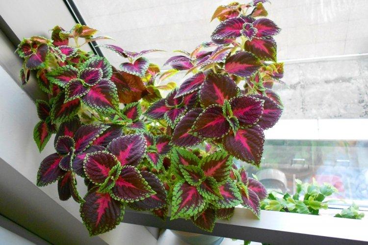 Coleus - fotografia Coleus - fotografia