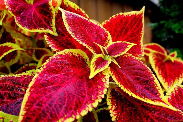 Coleus - fotografia Coleus - fotografia