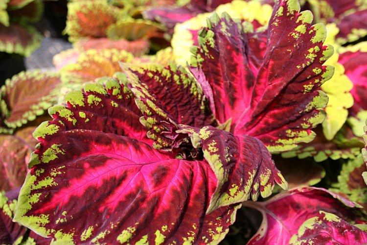 Coleus - fotografia Coleus - fotografia