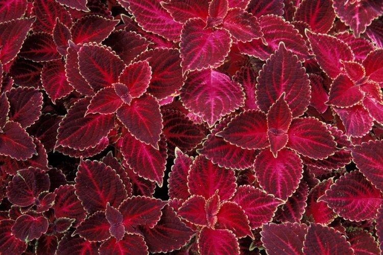 Coleus - fotografia Coleus - fotografia