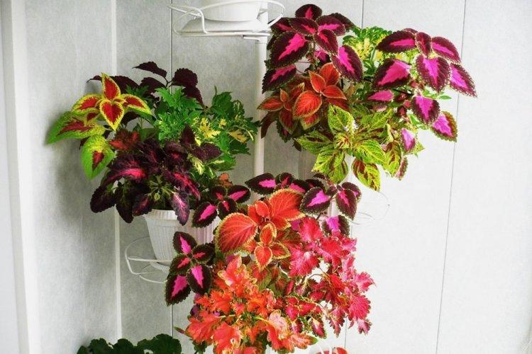 Coleus - fotografia Coleus - fotografia