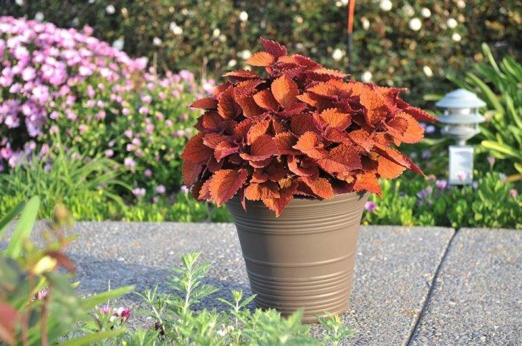Coleus - fotografia Coleus - fotografia