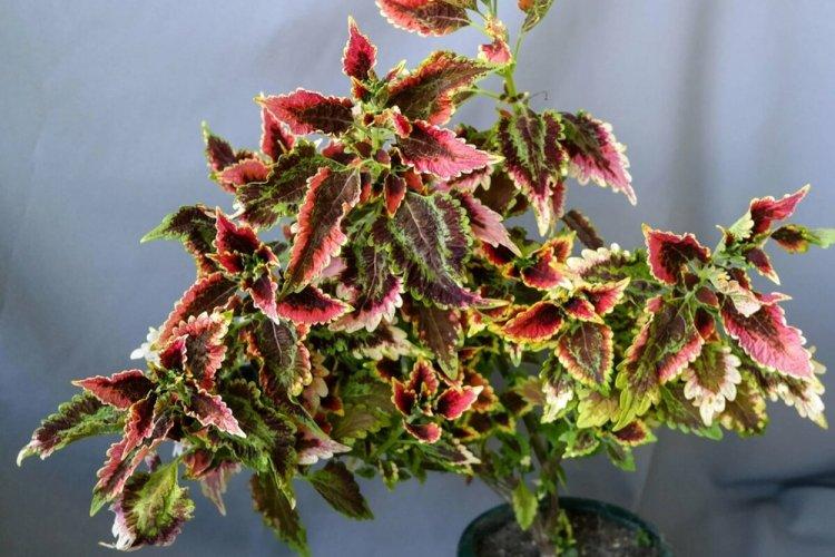 Coleus - fotografia Coleus - fotografia