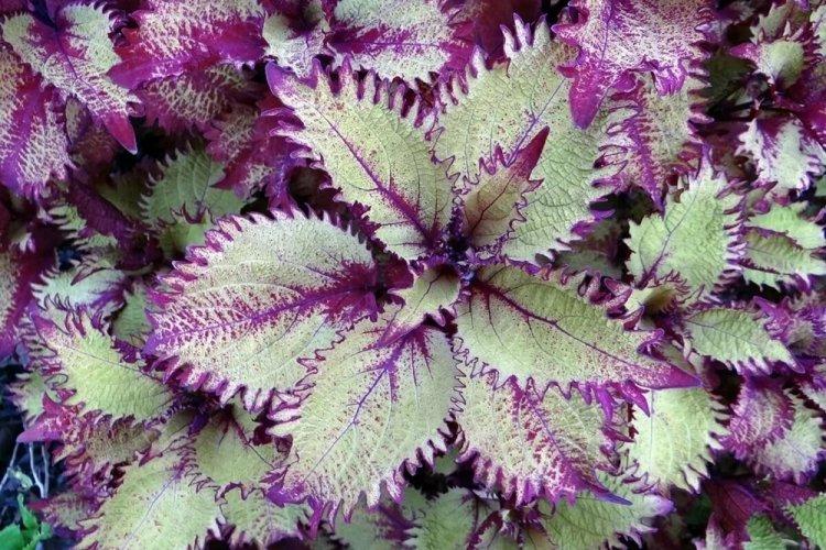 Coleus - fotografia Coleus - fotografia