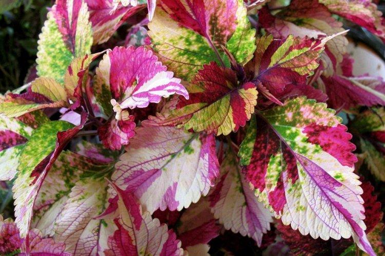 Coleus - fotografia Coleus - fotografia