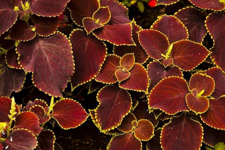 Coleus - fotografia Coleus - fotografia