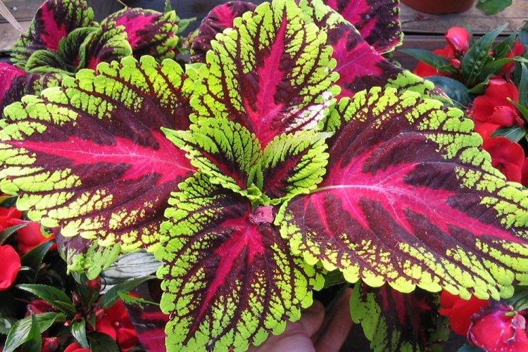 Coleus - fotografia Coleus - fotografia