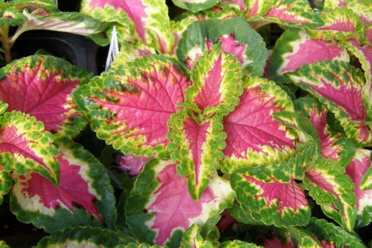 Coleus - fotografia Coleus - fotografia