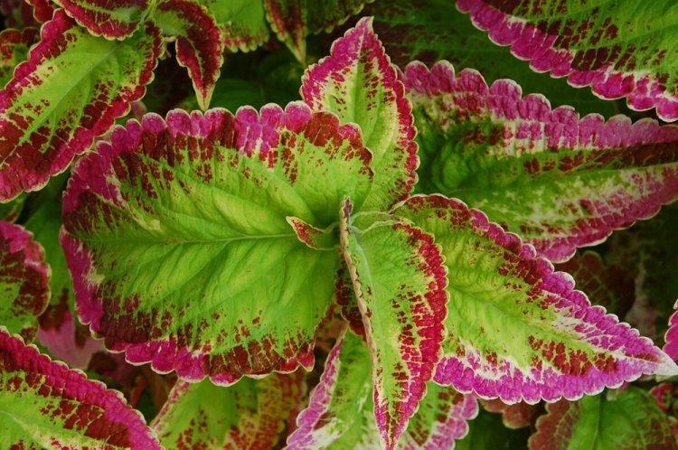 Coleus - fotografia Coleus - fotografia