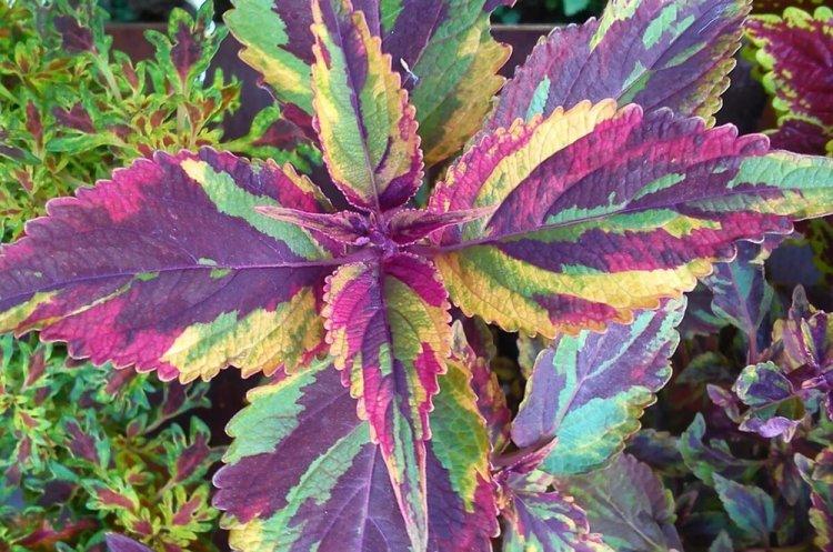 Coleus - fotografia Coleus - fotografia