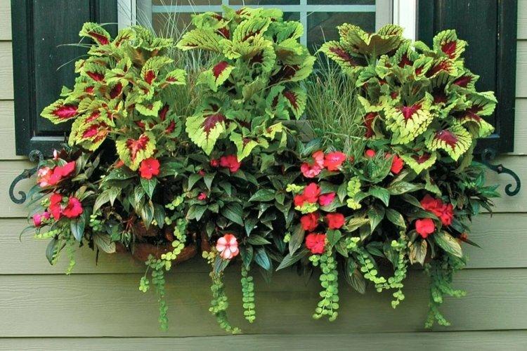 Coleus - fotografia Coleus - fotografia