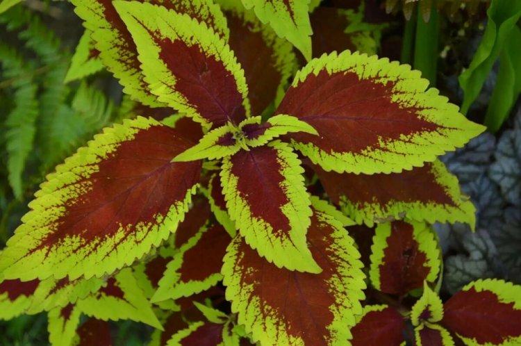Coleus - fotografia Coleus - fotografia