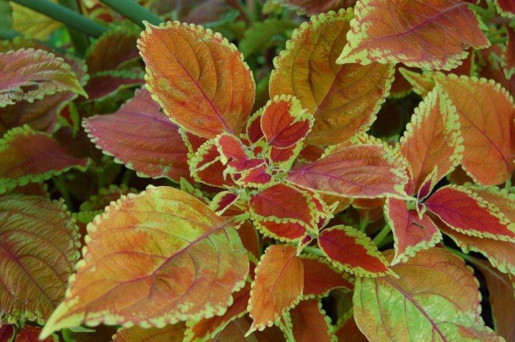 Coleus - fotografia Coleus - fotografia
