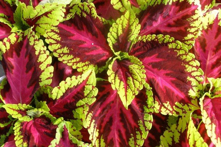 Coleus - fotografia Coleus - fotografia