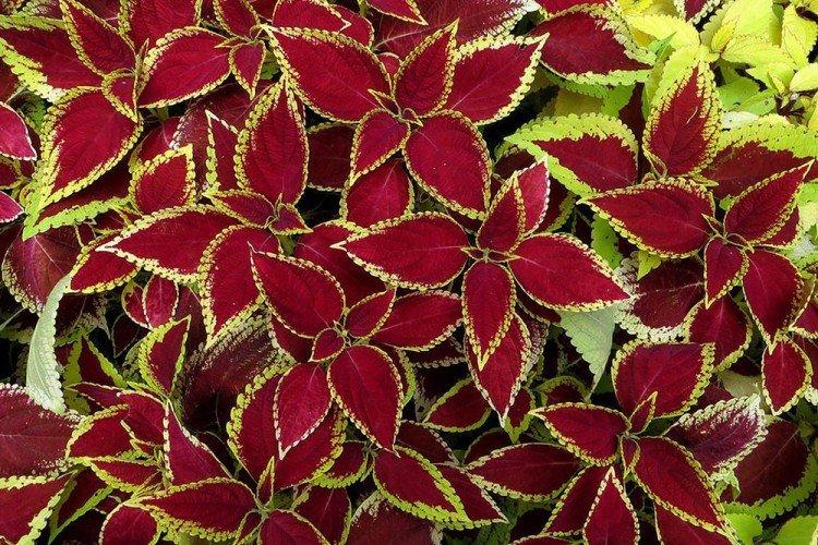 Coleus - fotografia Coleus - fotografia