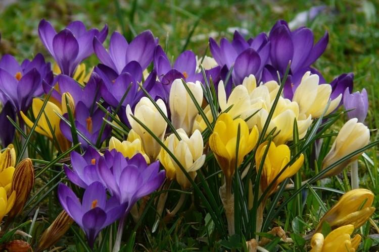 Crocuses (70 photos): types and features of care