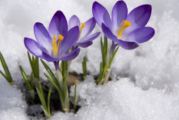 Krokus jarný - druh Crocus Krokus jarný - druh Crocus