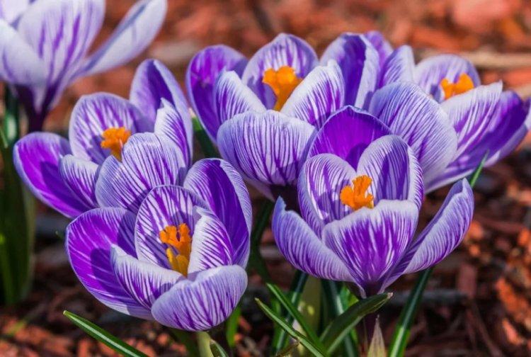Krásny krokus - druh Crocus Krásny krokus - druh Crocus