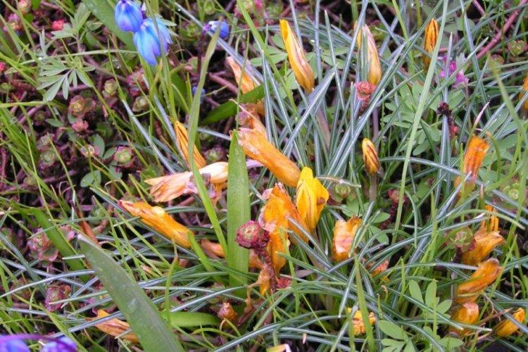 Krokus úzkolistý - druh Crocus Krokus úzkolistý - druh Crocus