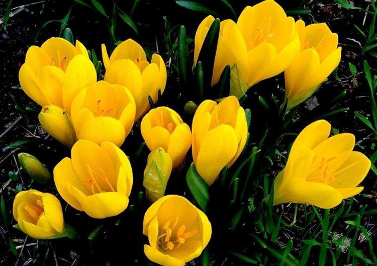 Krokus žltý - druh Crocus Krokus žltý - druh Crocus