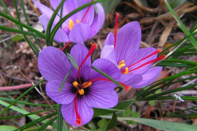 Sejací krokus - druh Crocus Sejací krokus - druh Crocus