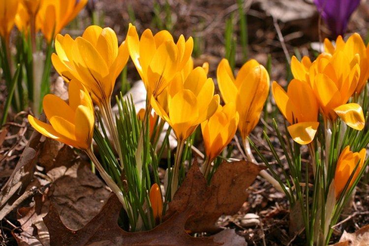 Krokus zlatý - druh Crocus Zlatý krokus - druh Crocus