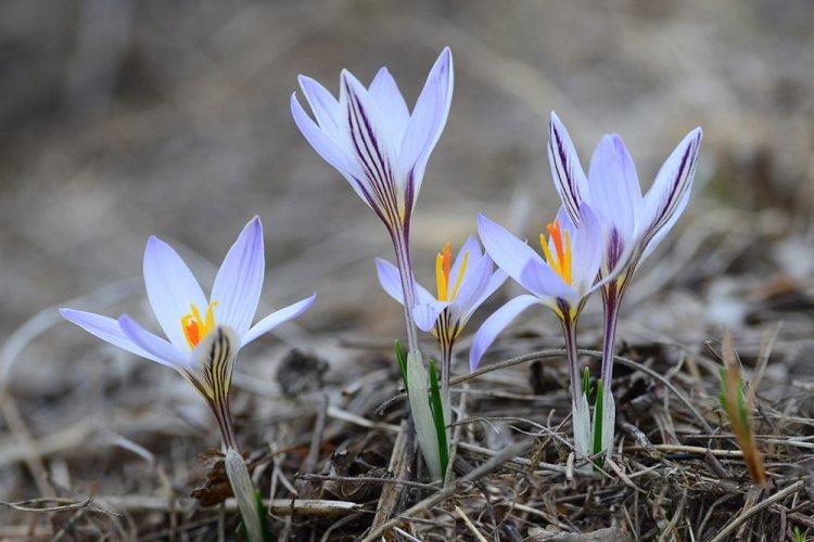 Dvojkvetý krokus - druh Crocus Dvojkvetý krokus - druh Crocus