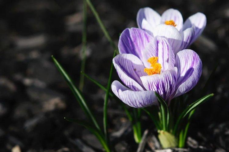 Teplota - starostlivosť o krokus Teplota - starostlivosť o krokus