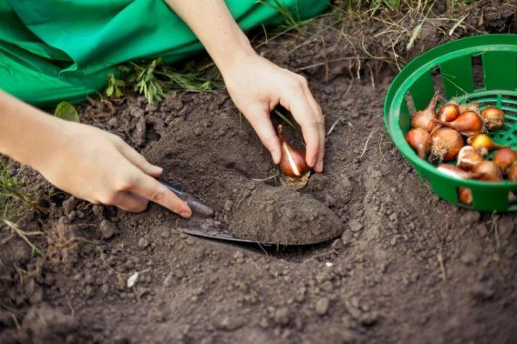 Pôda - starostlivosť o krokus Pôda - starostlivosť o krokus