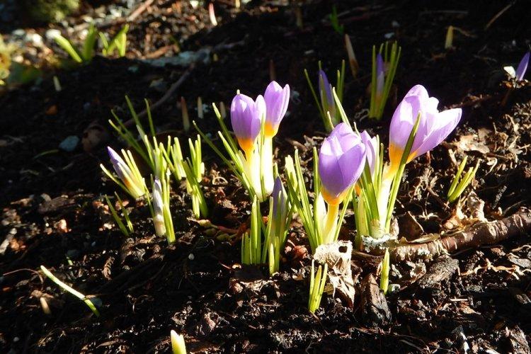 Osvetlenie - starostlivosť o krokus Osvetlenie - starostlivosť o krokus