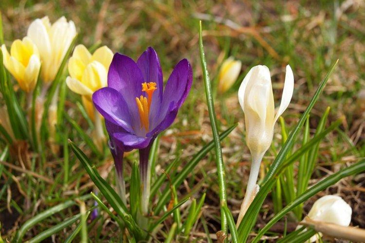 Krokusy - foto Krokusy - foto