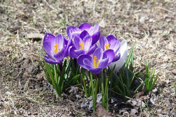 Krokusy - foto Krokusy - foto