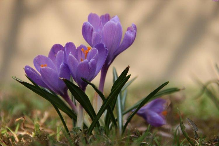 Krokusy - foto Krokusy - foto