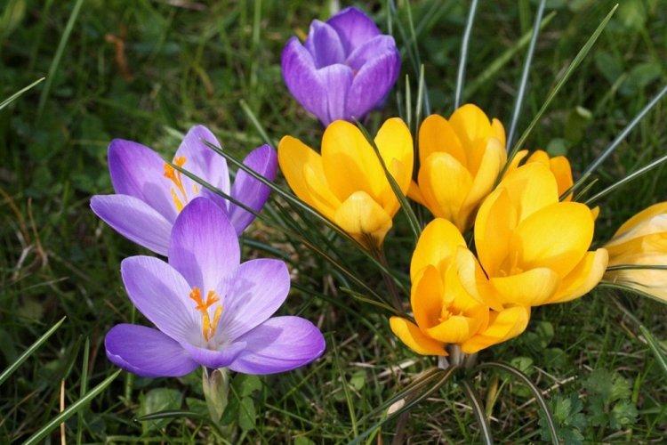 Krokusy - foto Krokusy - foto