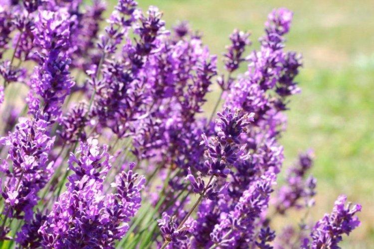 Hybridná levanduľa - druhy levandule Hybridná levanduľa - druhy levandule