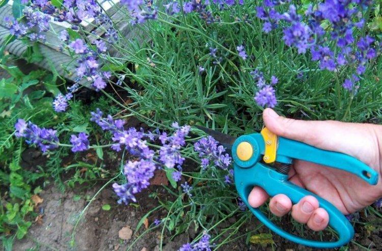 Prerezávanie - starostlivosť o levanduľu Prerezávanie - starostlivosť o levanduľu