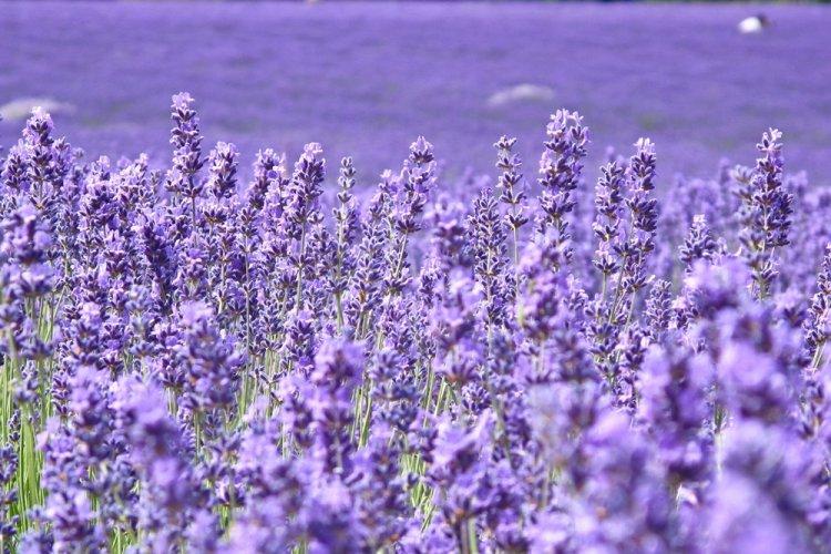 Levanduľa - foto Levanduľa - foto