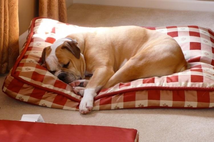 Do-it-yourself dog bed: 9 great ideas