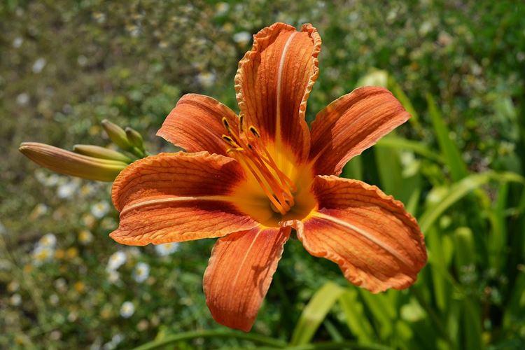 Daylily (70 fotografií): typy a vlastnosti starostlivosti Daylily (70 fotografií): typy a vlastnosti starostlivosti