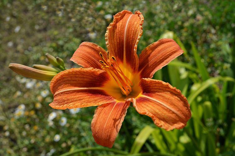 Daylily (70 fotografií): typy a vlastnosti starostlivosti