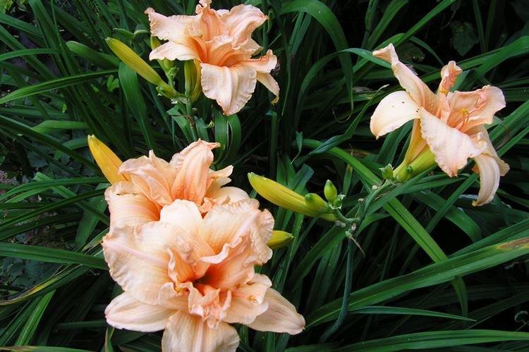 Daylily Double Daylily Double